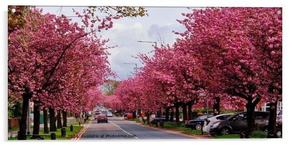 Cherry Blossoms Preston Acrylic by Michele Davis