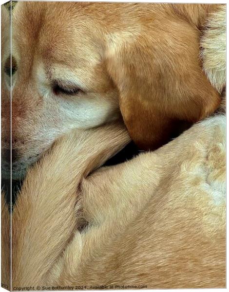 A close up of a Labrador Dog Canvas Print by Sue Bottomley