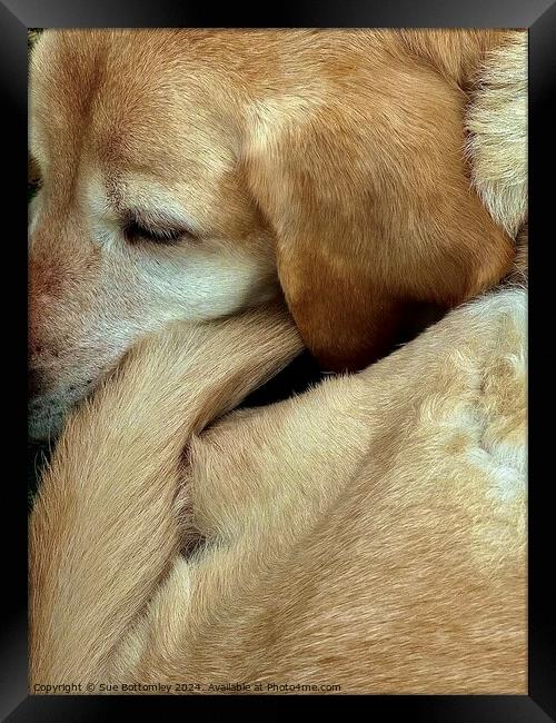 A close up of a Labrador Dog Framed Print by Sue Bottomley