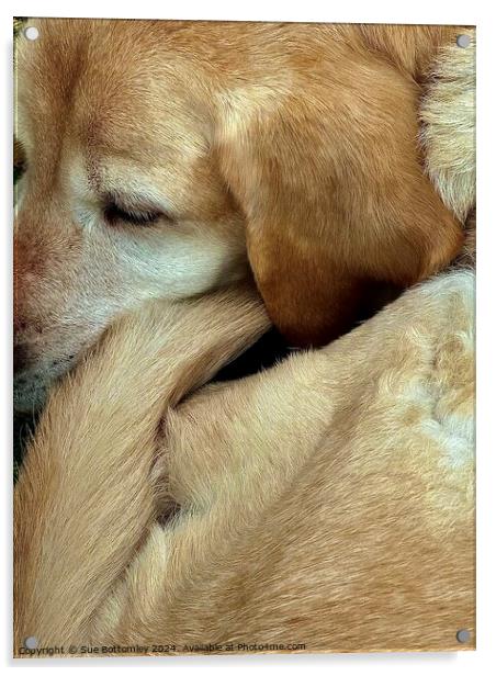 A close up of a Labrador Dog Acrylic by Sue Bottomley
