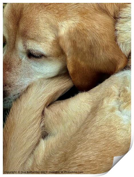 A close up of a Labrador Dog Print by Sue Bottomley