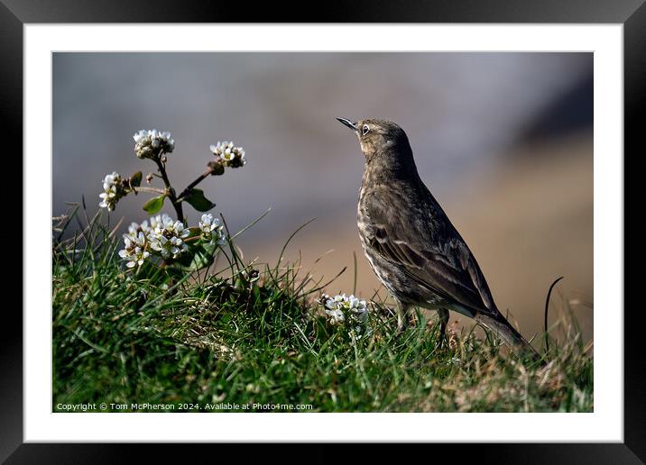 The Rock Pipit  Framed Mounted Print by Tom McPherson