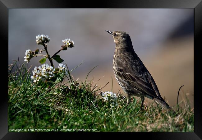 The Rock Pipit  Framed Print by Tom McPherson