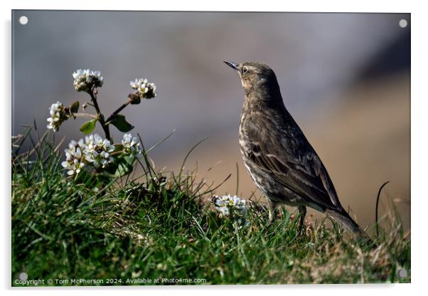 The Rock Pipit  Acrylic by Tom McPherson