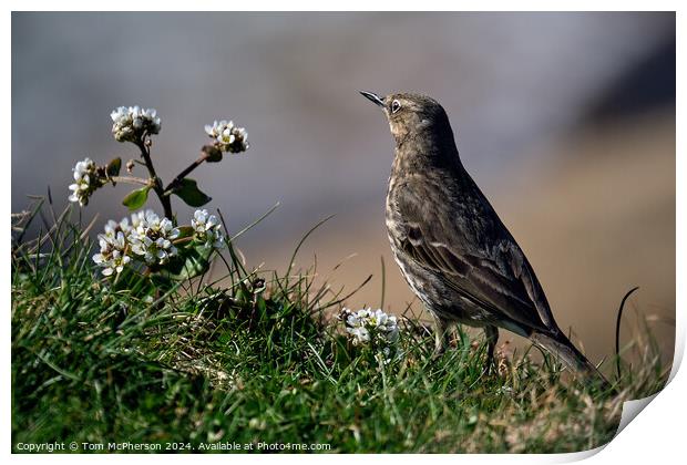 The Rock Pipit  Print by Tom McPherson