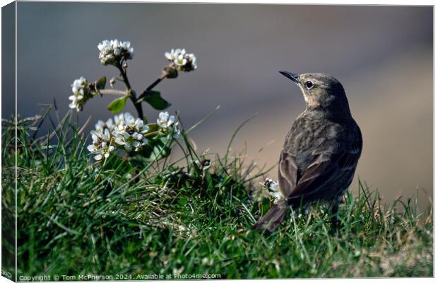 The Rock Pipit  Canvas Print by Tom McPherson