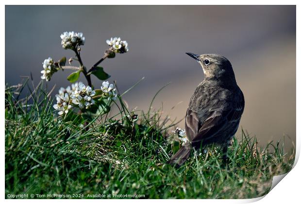 The Rock Pipit  Print by Tom McPherson