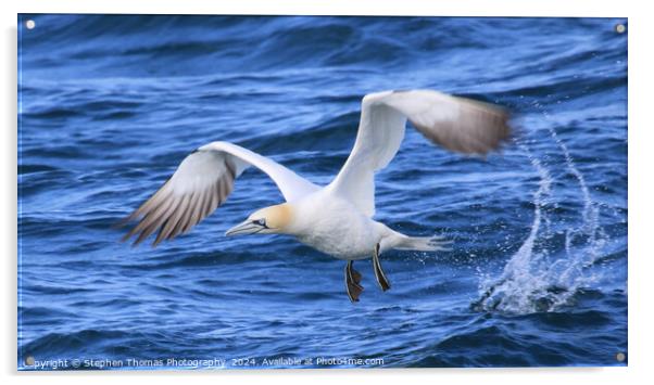 Gannet Taking Off The Sea Acrylic by Stephen Thomas Photography 