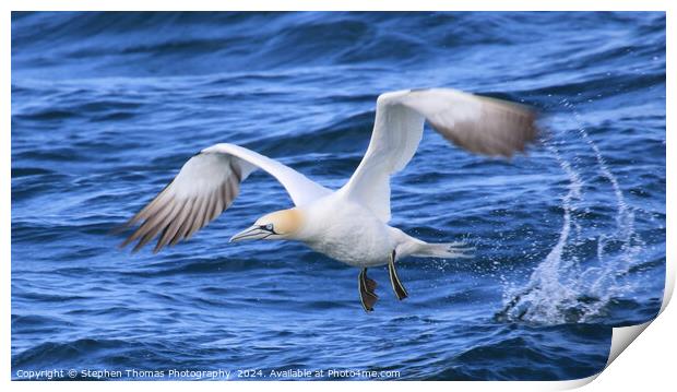 Gannet Taking Off The Sea Print by Stephen Thomas Photography 