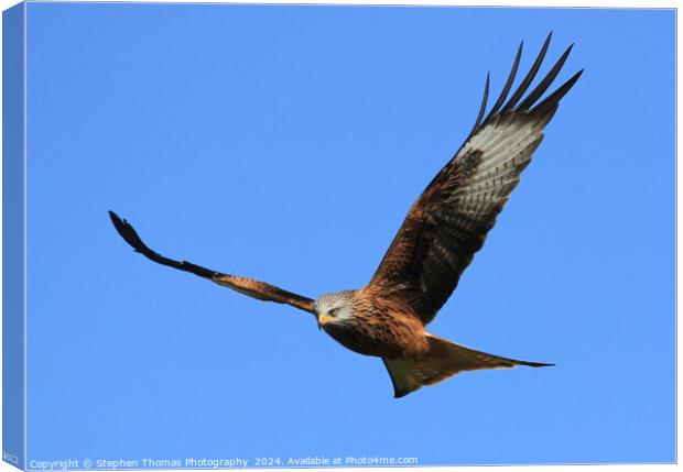 Majestic Red Kite Canvas Print by Stephen Thomas Photography 