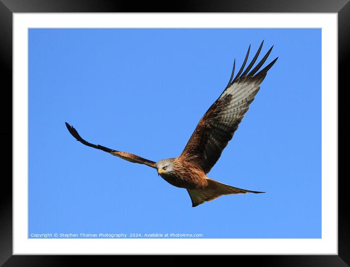 Majestic Red Kite Framed Mounted Print by Stephen Thomas Photography 