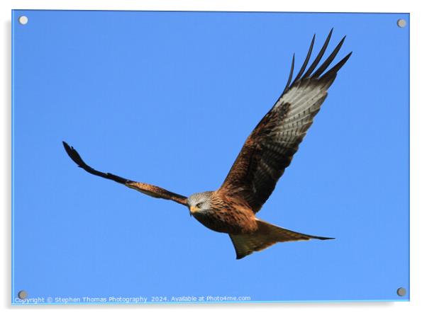 Majestic Red Kite Acrylic by Stephen Thomas Photography 