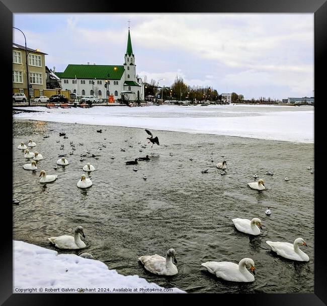 Swans in a snowy pond Framed Print by Robert Galvin-Oliphant