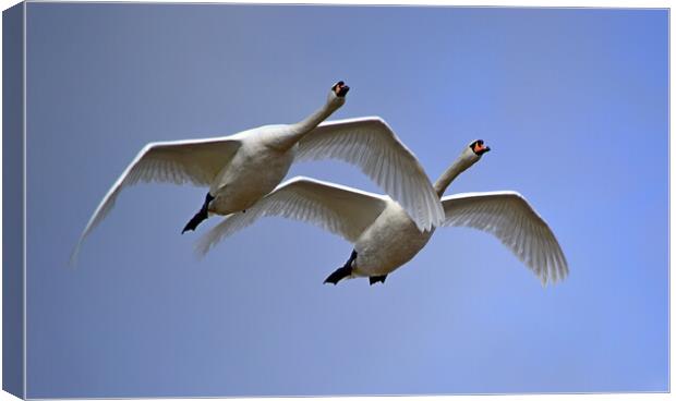 Mute Swans in Flight Canvas Print by Bryan 4Pics
