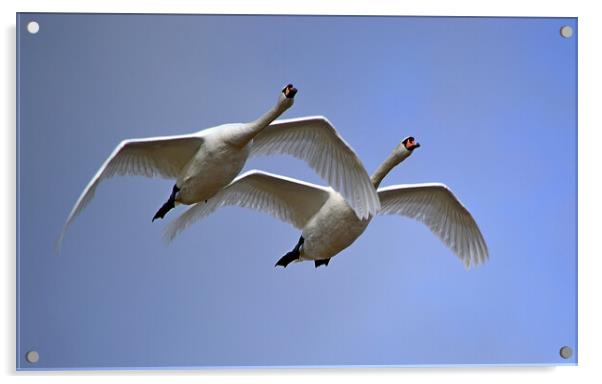 Mute Swans in Flight Acrylic by Bryan 4Pics