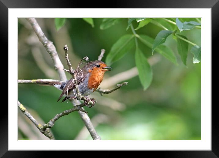 Robin Redbreast Framed Mounted Print by Bryan 4Pics