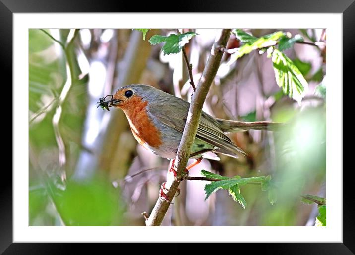 Robin, Erithacus rubecula Framed Mounted Print by Bryan 4Pics