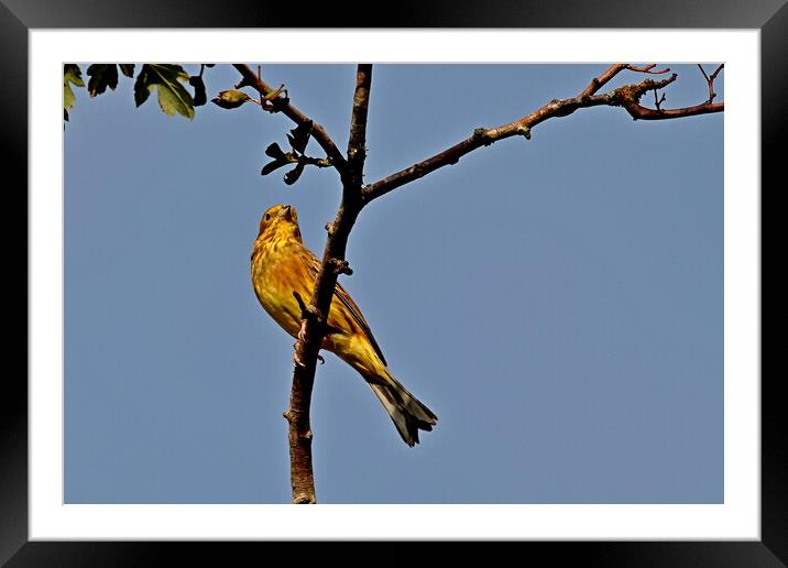 The Yellowhammer, emberiza citrinella Framed Mounted Print by Bryan 4Pics