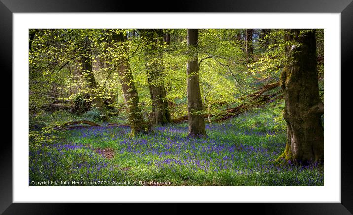 Bluebell wood panorama Lancashire Framed Mounted Print by John Henderson