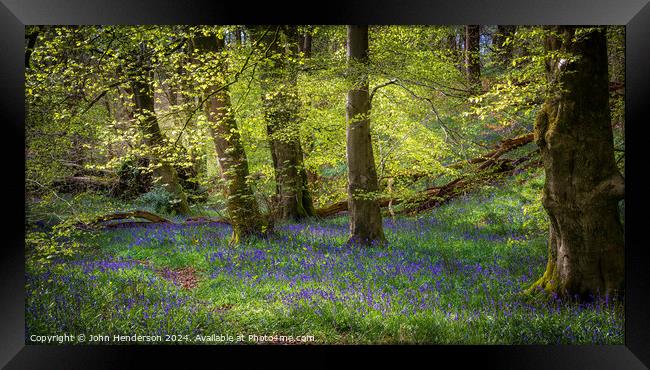 Bluebell wood panorama Lancashire Framed Print by John Henderson