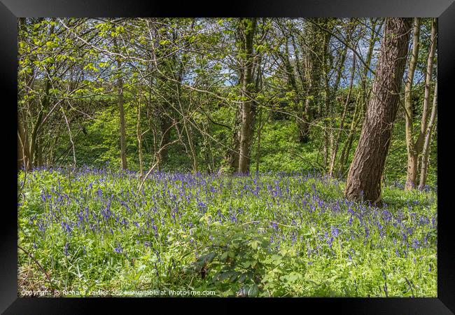 English Bluebell Woodland in Spring Sunshine Framed Print by Richard Laidler