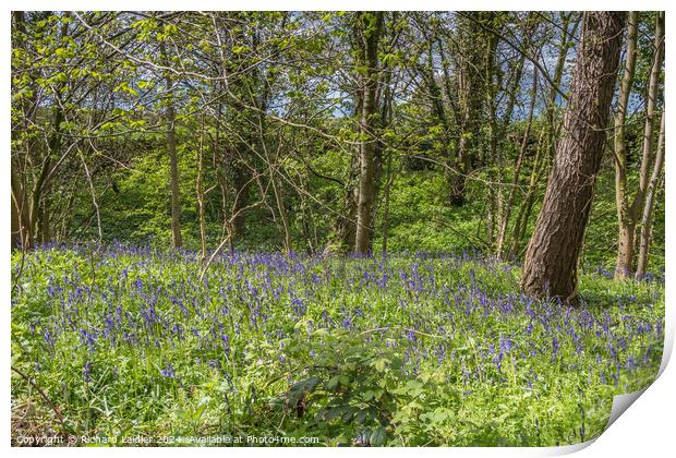 English Bluebell Woodland in Spring Sunshine Print by Richard Laidler