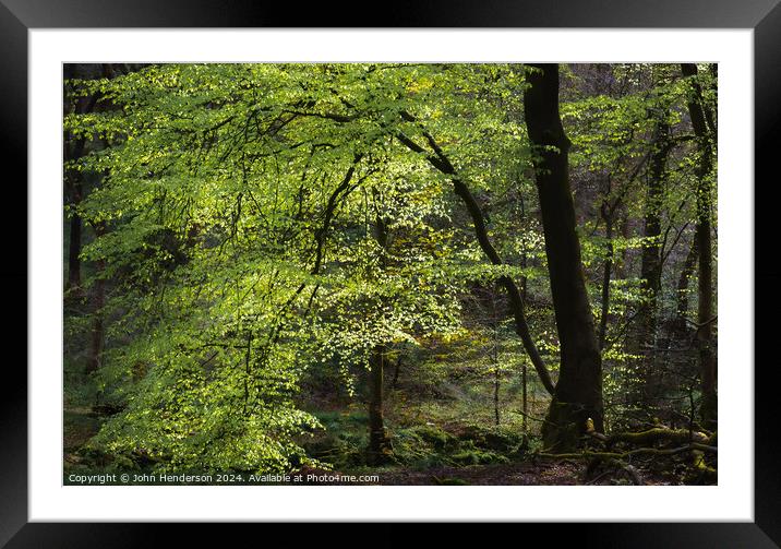 The Dark Forest Framed Mounted Print by John Henderson
