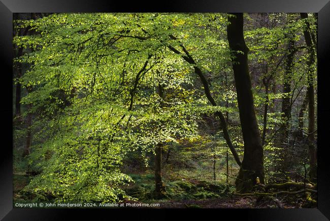 The Dark Forest Framed Print by John Henderson