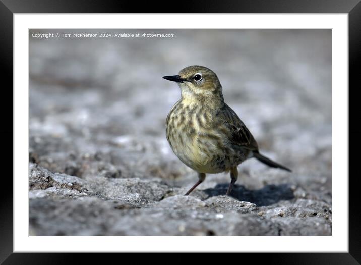European rock pipit Framed Mounted Print by Tom McPherson