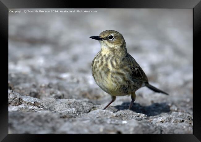 European rock pipit Framed Print by Tom McPherson