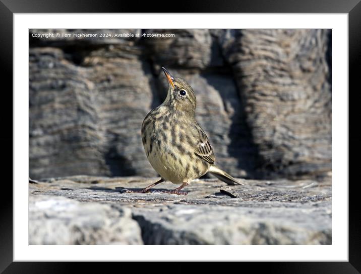 European rock pipit Framed Mounted Print by Tom McPherson