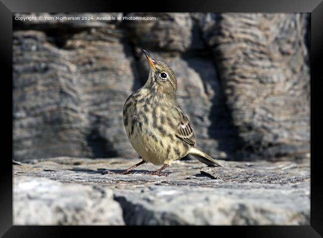 European rock pipit Framed Print by Tom McPherson