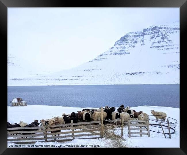 Sheep huddle during snowfall  Framed Print by Robert Galvin-Oliphant