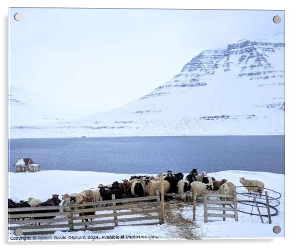 Sheep huddle during snowfall  Acrylic by Robert Galvin-Oliphant