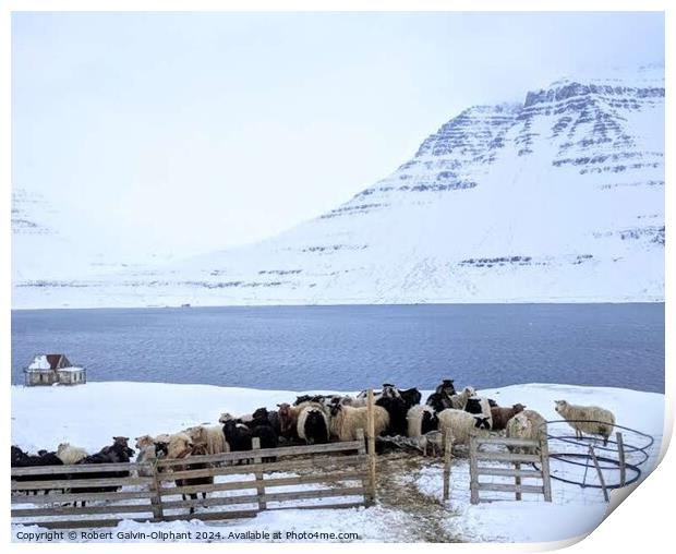 Sheep huddle during snowfall  Print by Robert Galvin-Oliphant
