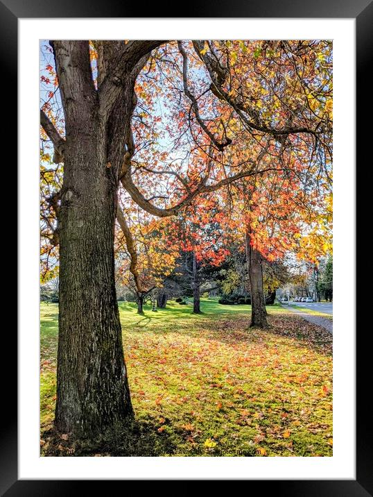 Fall leaves and trees in park Framed Mounted Print by Robert Galvin-Oliphant