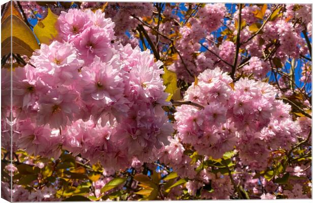 Profuse Sunlit Cherry Blossom Canvas Print by Jim Jones