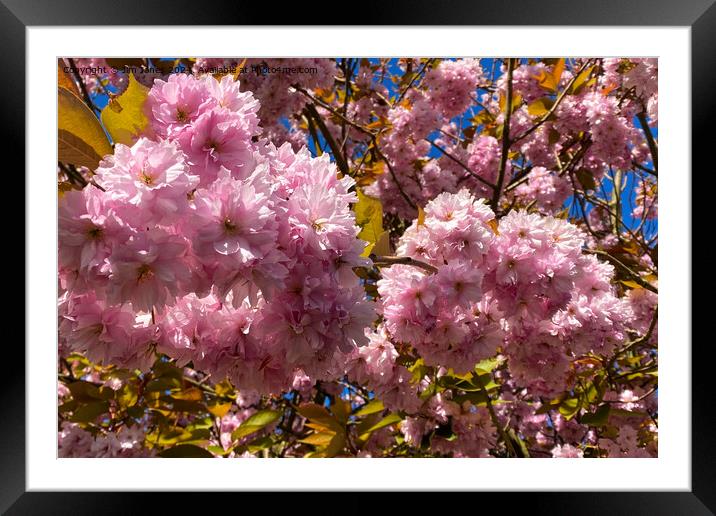 Profuse Sunlit Cherry Blossom Framed Mounted Print by Jim Jones