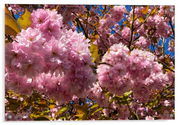 Profuse Sunlit Cherry Blossom Acrylic by Jim Jones