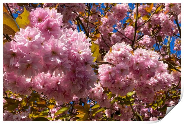 Profuse Sunlit Cherry Blossom Print by Jim Jones