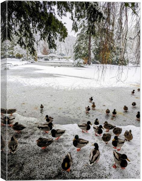 Ducks at a frozen and snowy park pond Canvas Print by Robert Galvin-Oliphant