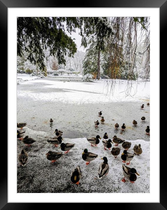 Ducks at a frozen and snowy park pond Framed Mounted Print by Robert Galvin-Oliphant