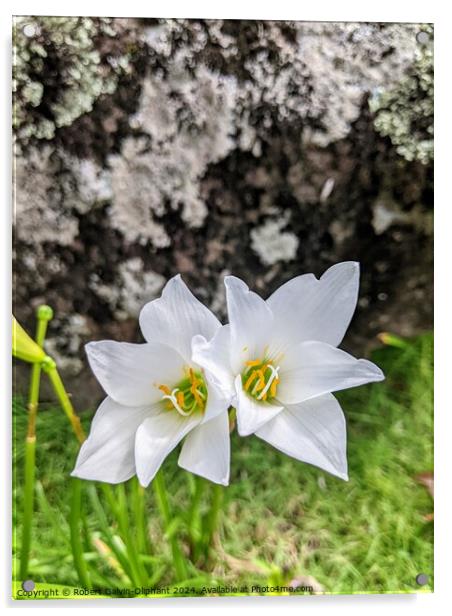 A pair of Atamasco lilies  Acrylic by Robert Galvin-Oliphant