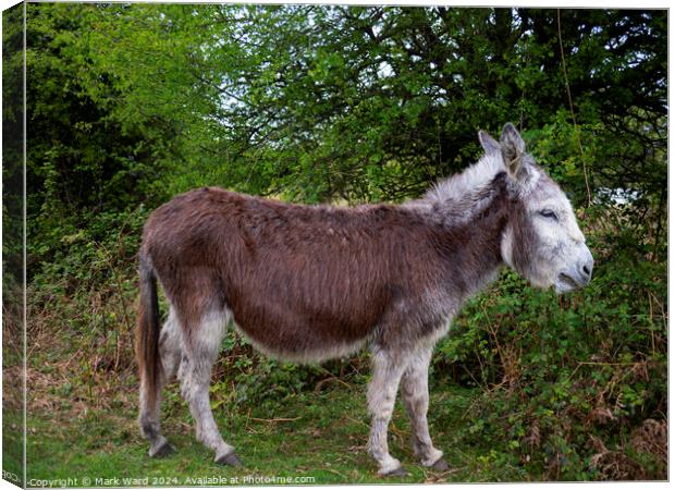 New Forest Donkey Canvas Print by Mark Ward