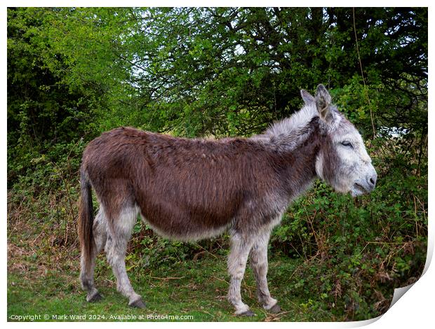New Forest Donkey Print by Mark Ward