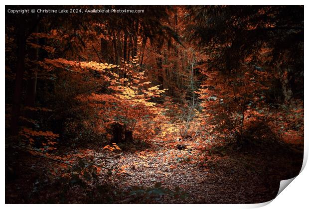 Natures Solitude      Abbots Leigh, Bristol, UK Print by Christine Lake