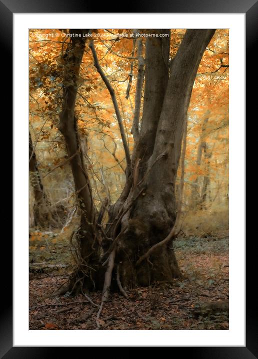 Autumn Calm     Framed Mounted Print by Christine Lake