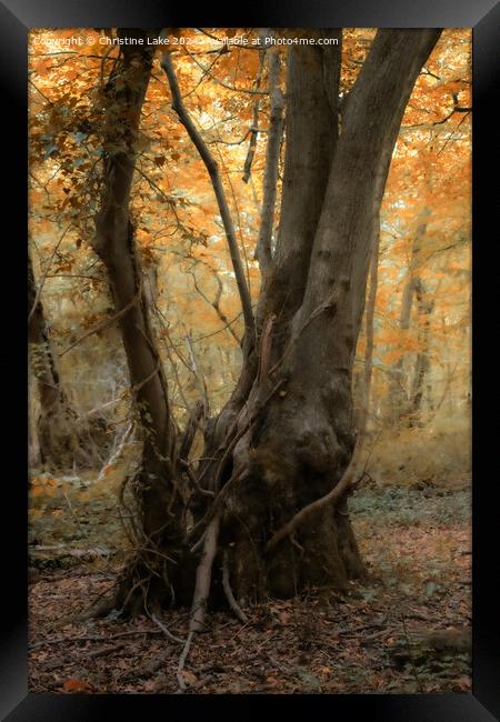 Autumn Calm     Framed Print by Christine Lake