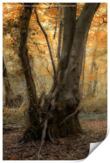 Autumn Calm     Print by Christine Lake