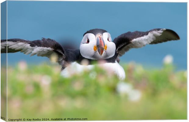 Cutest puffin Canvas Print by Kay Roxby